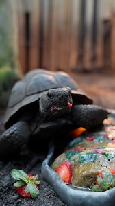 What holiday treat are you looking forward to? 🍓 | The Florida Aquarium