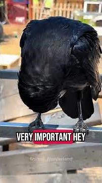 Who knew crows were so intelligent ❤️❤️❤️#animal#crow #ravens#fyp