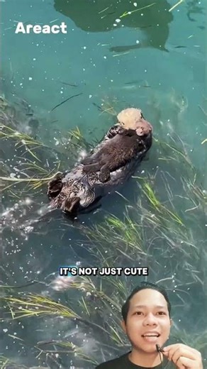 Sea Otters Hold Hands When They Sleep, Here’s Why 🦦❤️