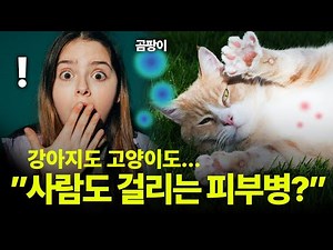 고양이 피부병, 피부사상균 '링웜' 원인,예방,치료방법! (곰팡이성 피부염)