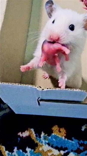 One-hour baby hamsters