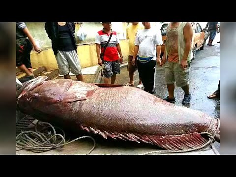 7 of the World's Biggest Fish Strikes Most Sought After by Anglers