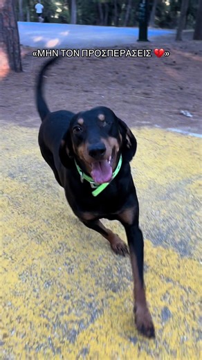 ΑΝΕΣΤΗΣ: Επείγουσα Υιοθεσία για τον Σκύλο μας