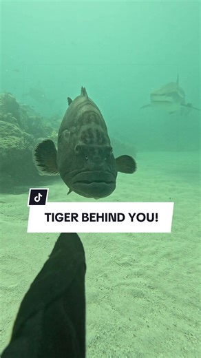 Grouper vs. Tiger Shark: Hilarious Underwater Encounter