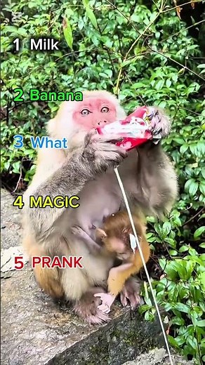 Ranking Best Funny Monkey Moments 🐒😂 | Hilarious Monkey Fails & Cute Moments #shorts#funnymoments