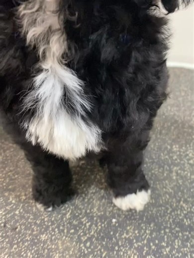 Mr Brown Groodle who is still available, with a quick brush. What a beautiful white chest and socks he has. | South Australian Oodle Breeder