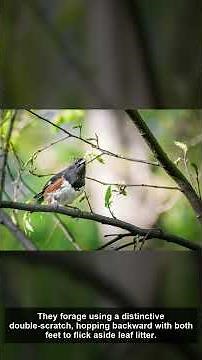 🦅 Spotted Towhee — Amazing Facts | The Wild America | California