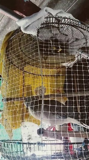 5 พฤศจิกายน ค.ศ. 2025