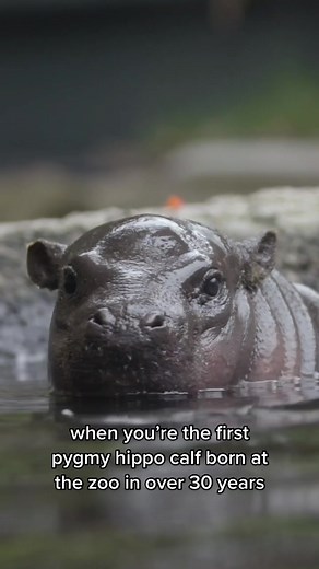 Adorable Baby Hippo at San Diego Zoo