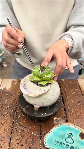 Cute Baseball Cap Planter: The Perfect Pot for Your Succulents