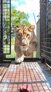 Moving with My LION Friend #cat #lions #nature | Kevin Richardson