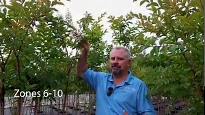 10 Great Ornamental Flowering Trees - In this video we went down to Panther Creek Nursery to film some flowering trees. We will be doing a lot more tree videos in the few years. Learn To Garden Video Series - $25.00 OFF - Code HORTTUBE25 - https://www.horttube.com/the-basics-of-gardening Consultations Available - https://www.horttube.com/consultation Garden Plants with Jim Putnam - https://bit.ly/3SMpvn7 Products I Use - https://www.amazon.com/shop/horttubewithjimputnam - Purchases help the chan