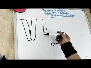 cleaning and shaping of root canal (step down technique)