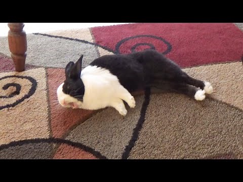 Rabbit falling asleep standing up then falls over