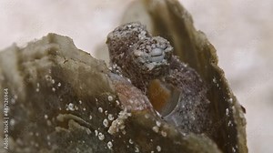 Octopus in Razorfish shell nudibranch on the side Edithburgh 006