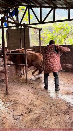 Happy Time in the Barn: Farmer Dances While Sweeping