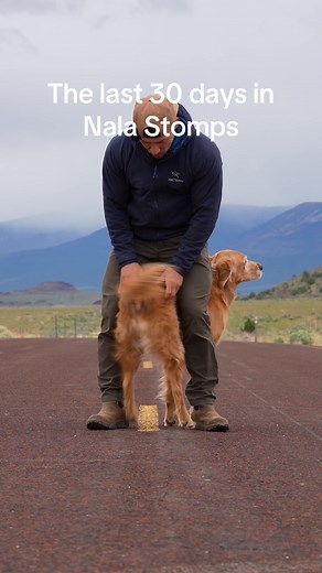 The Last 30 Days of Colorful Stomps by Nala the Dog