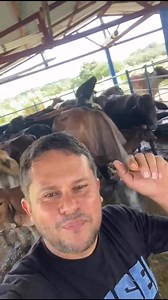 🐄 *CURSO VIRTUAL DE MANEJO Y TRATAMIENTO DE LAS ENFERMEDADES MÁS COMUNES DEL GANADO BOVINO* Tiene como objetivo brindar a los participantes herramientas prácticas y actualizadas para reconocer, manejar y tratar de forma responsable las principales enfermedades que afectan la salud y productividad del ganado bovino. 🐮 Cuenta con 6 módulos técnicos y una clase introductoria 🐮 ♦️Fundamentos del manejo sanitario y terapéutico ♦️Enfermedades digestivas y metabólicas ♦️Enfermedades respiratorias ♦️