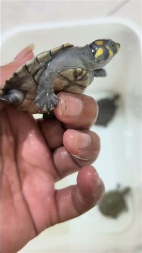 This is called the Clown Turtle, cute right? 😂 #funnyanimals #sideneckturtle #turtle #short #wate...