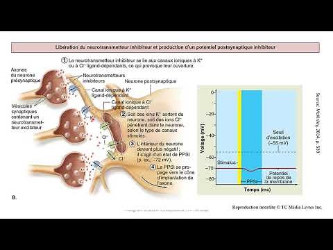 Physiologie du neurone - Explication des concepts PPSI et PPSE