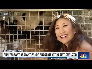 National Zoo Panda Program Celebrating 50 Years of Research and Cuteness | NBC4 Washington