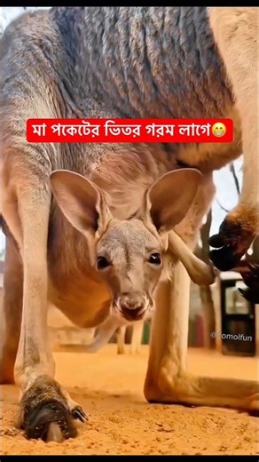 গরম লাগে দি🤯cute animals funny reactions video😁#shorts #funny #comedy #animals