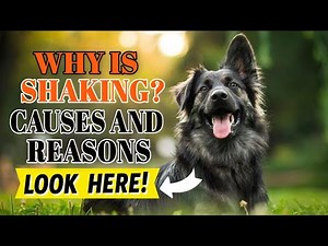 🐶WHY Is Your Dog Shaking? causes and reasons