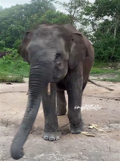 senam pagi dulu bersama domang 🥰🥰🤸‍♂️ cr: Safari Morning live @btn_tessonilo 27/02/2026 host: @Eko Ranger #domang #gajahdomang #domanggajah #fypシ゚ #fyp #gajahlucu #gajahtessonilo #foryourpage #savetessonilo