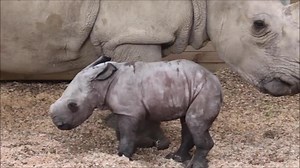 Auckland Zoo welcomes first rhino birth in 20 years