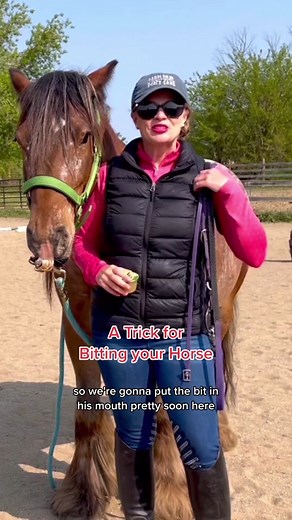 Tips for Bridling a Horse: Educating Your Horse with the Bit