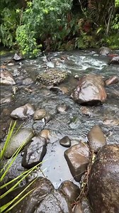 Relaxing Forest Stream Sounds 🌿🌊 #asmr #nature #watersounds