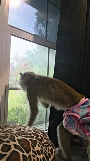Ezra's alert call #monkey #macaque