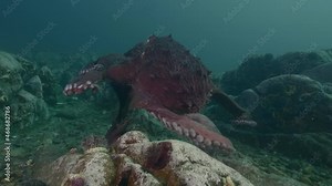 Giant Pacific octopus Enteroctopus dofleini interacting with group of underwater photographers in cold Japan sea