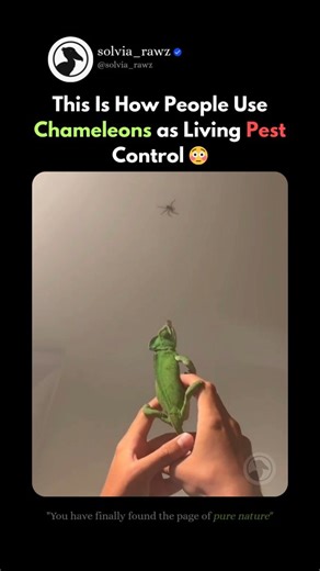 Solvia Raws on Instagram: "‼️Most people think chameleons are just color-changing lizards🧐 - Scientifically? They’re one of evolution’s most extreme hunters. A chameleon’s tongue can extend 1.5–2.5× its body length and reach speeds of 6–7 m/s, accelerating at nearly 400–500 meters per second squared, meaning the tongue goes from 0 to full speed in under 0.07 seconds — faster than a fighter jet pilot can withstand. The strike happens in ~0.07 seconds, and the tongue tip can generate enough sucti