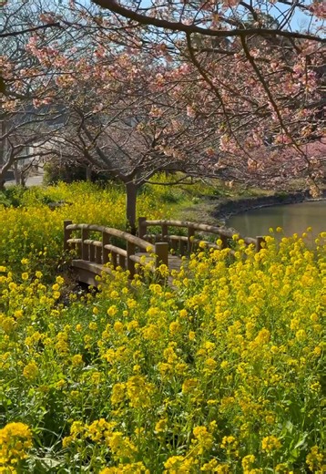 春の絶景❣️🌸南房総🌸🐝 ピンク色の頼朝桜とビタミンカラー菜の花の絶景コラボ🥳🙌🌸💛 A spectacular spring view❣️🌸Minami Boso🌸🐝 A stunning combination of pink Yoritomo cherry blossoms and vitamin-colored rape blossoms🥳🙌🌸💛🇯🇵 ポカポカ陽気で快晴ブルーの南房総・鋸南町(きょなんまち)には、ひと足早く春が来てました❣️😉☺️🙌🖼🌸💛💫✨ 今週末は是非千葉の南房総へ🥳🙌🙌 photography:2026/2/12 Spring has arrived early in Kyonan Town, Minami Boso, with its warm, sunny weather and clear blue skies! ❣️😉☺️🙌🖼🌸💛💫✨ Make sure to visit Minami Boso this weekend! 🥳🙌🙌🇯🇵 #菜の花 #cherryblossom #