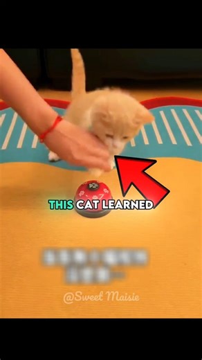 She Pressed the Bell Like a Tiny Boss 🤫😼