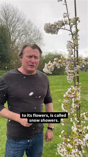 Spring's Most Stunning Garden Moment Happens Here #flowering cherry #landscape #design