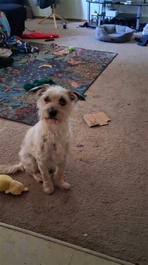 Asking my dog if he wants to go on a walk #dog #cute