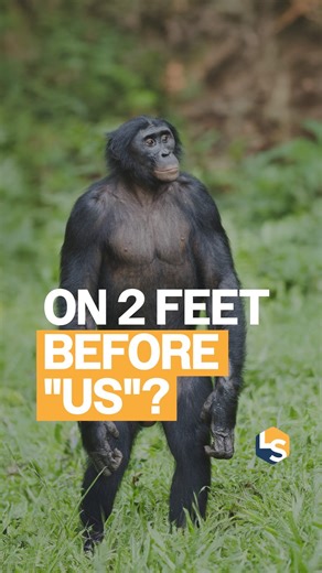 Did human walking begin 7 million years ago? 🧬 A tiny bump on a newly analyzed thigh bone from Sahelanthropus tchadensis may show this ancient ape walked upright — a trait long used to define what makes a human ancestor. But scientists have debated this species for decades. While its skull hinted at upright posture, others argued it was still tree-dwelling. This fossil adds fuel to the ongoing debate over when bipedal walking — and being “human” — truly began.🔍 Full article link in bio 🔗 #sci