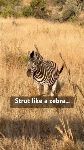 This Zebra Walks With Pure Swagger In Africa | Wild Safari Moment You Need To See