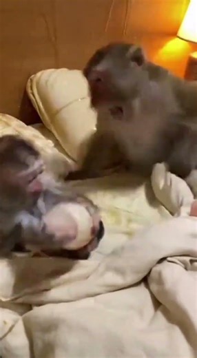Mischievous monkey explodes soda bottle on the bed This monkey shook a soda on the bed… instant disa