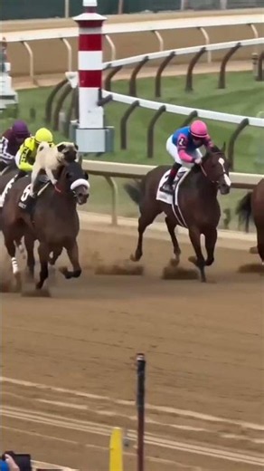Lucas doesn’t just race — he sets the pace 🐎🔥#pug #puglove #horse #horseracing #viral