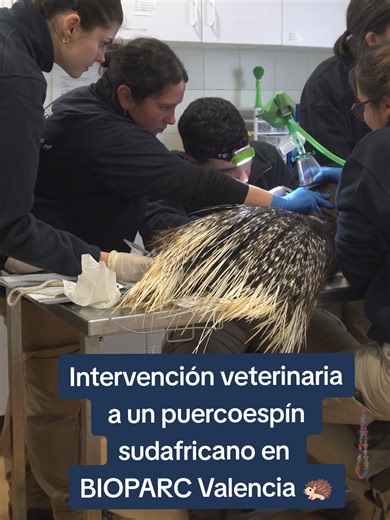 BIOPARC Valencia, como institución dedicada a la conservación de la biodiversidad, la educación ambiental y la investigación, considera el bienestar animal un pilar esencial y transversal a toda su actividad. BIOPARC Valencia aplica el modelo de los Cinco Dominios del Bienestar Animal para evaluar y mejorar de forma continua la calidad de vida de los animales a su cuidado. Los cinco dominios son: nutrición, entorno, salud, comportamiento y estado mental. Hoy os traemos un ejemplo en el apartado 