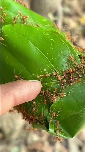 How do red ants make their home? 🏠 || Indian Red ants 🐜 #natureslab #naturedesign