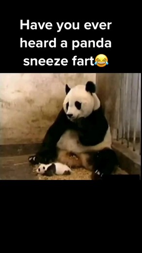He must’ve ate a lot of baked beans😂 #panda #fart #sneeze #funny #fyp
