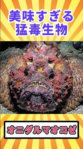 【閲覧注意】美味すぎる猛毒生物「オニダルマオコゼ」【ゆっくり解説】 #どうぶつのひきこ森 #ゆっくり解説 #へんないきもの #閲覧注意