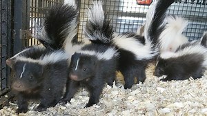 Skunk Reproduction: Skunks go into rut meaning their breeding cycle is seasonal. Breeding begins in early spring and babies are born around May. Babies are weaned around 6 weeks of age. For more information about this process, check out our website: evenkeelexotics.com/skunks | Even Keel Exotics