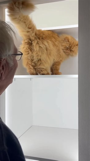 🇬🇧 TEDDIE & CASPER 🇬🇧 on Instagram: "There’s no rest for Teddie & catdad even on Boxing Day 🎁 . Happy Furriday efurrypawdy 🧡 . . #teddieandcasper #catdad #boxingday #orangecat #gatos"