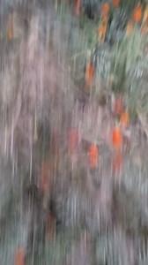 117K views · 2K reactions | Jaha jaha deg apan dharbu #viralvideochallenge #reels | Parvati Devi | Facebook