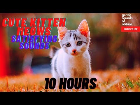 Cute Kitten Meows (10 hours)